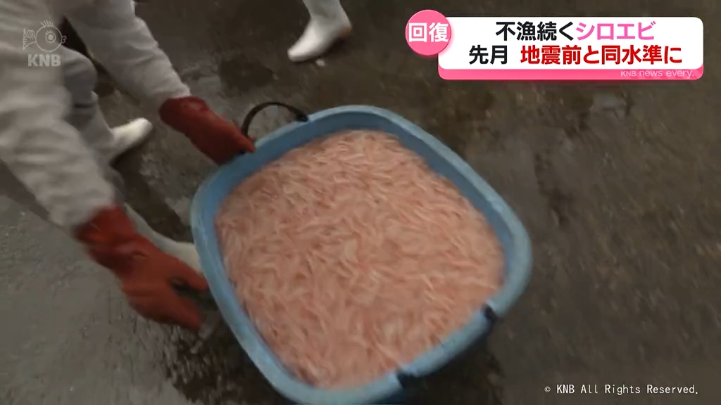 安心した」 富山湾シロエビの水揚げが回復の兆し 能登半島地震から深刻