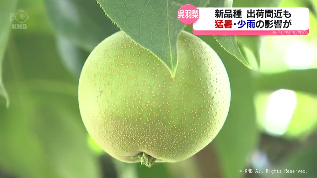 ダメージが大きい」呉羽梨にも…猛暑少雨の影響（2025年7月31日掲載