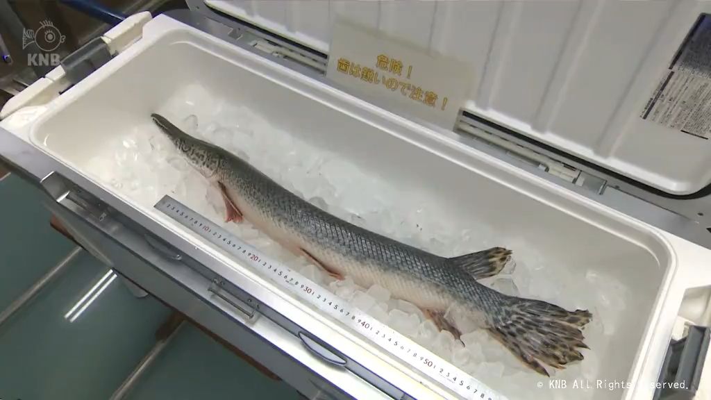 富山市で捕獲されたアリゲーターガーを展示　魚津水族館
