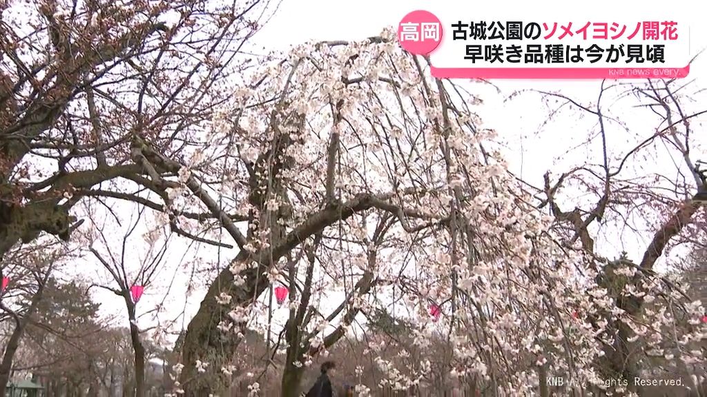 高岡古城公園のソメイヨシノ開花を発表　早咲き品種は見頃に