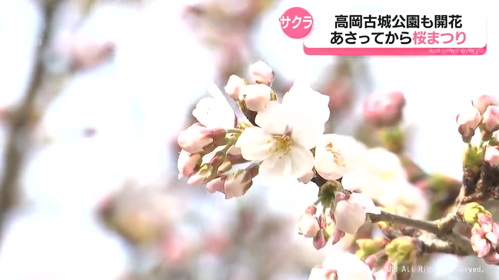 高岡古城公園もサクラ開花 あさってから桜まつり（2026年3月30日掲載