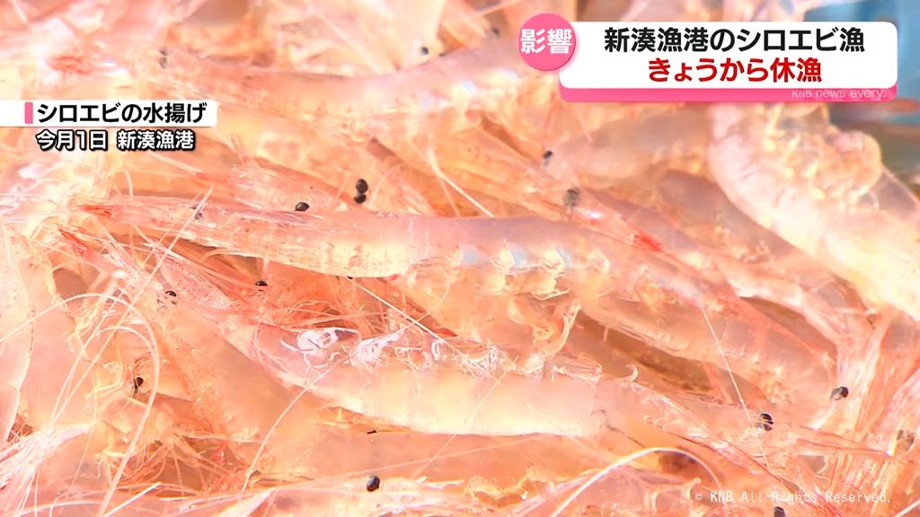 水揚げ量が落ち込み　新湊漁港のシロエビ漁　きょうから休漁