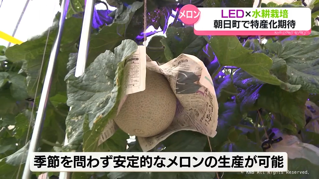 翡翠メロン」朝日町の特産へ LEDライト活用 水耕栽培の現場を取材