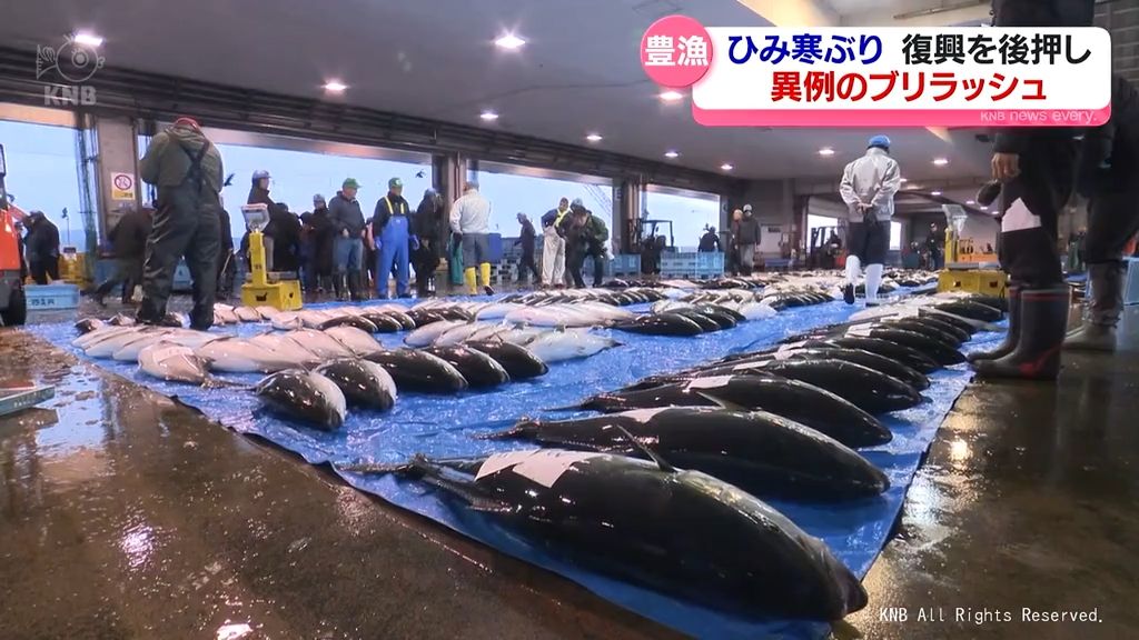 【豊漁】氷見のブリ　地震復興の後押しに期待集まる