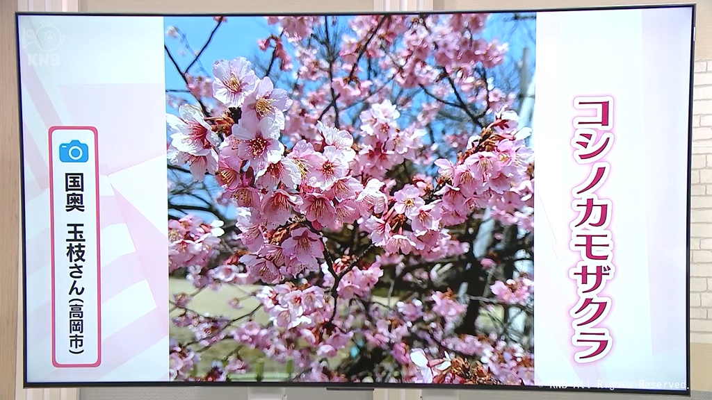 わたしのサクラ】早咲きの新品種で春の訪れ実感 白梅との共演も 高岡