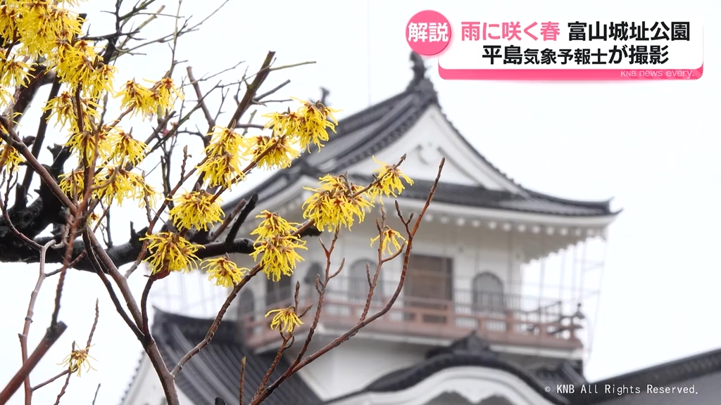 春の開花うながす「催花雨」【富山の天気】春分の日はすっきり晴れるが