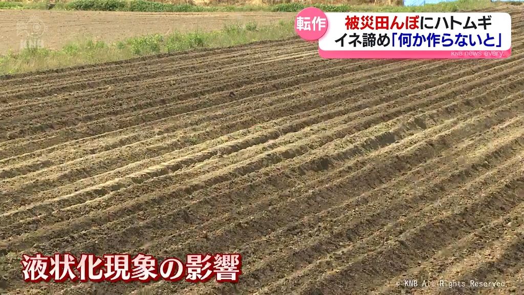 田んぼが被災の農家　ハトムギを植え付け　氷見市