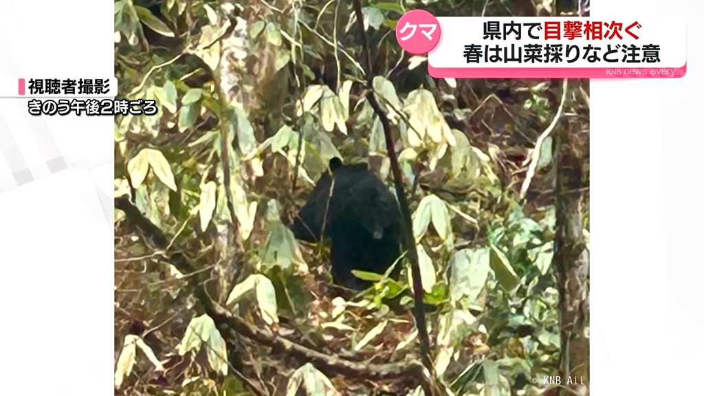 春もクマに注意 きのう富山県内で目撃2件 山菜採り中に遭遇するケース
