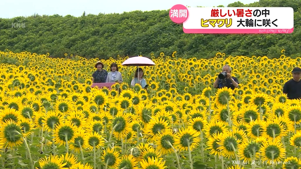 厳しい暑さの中 100万本のヒマワリ 大輪に咲く 富山市（2025年8月19
