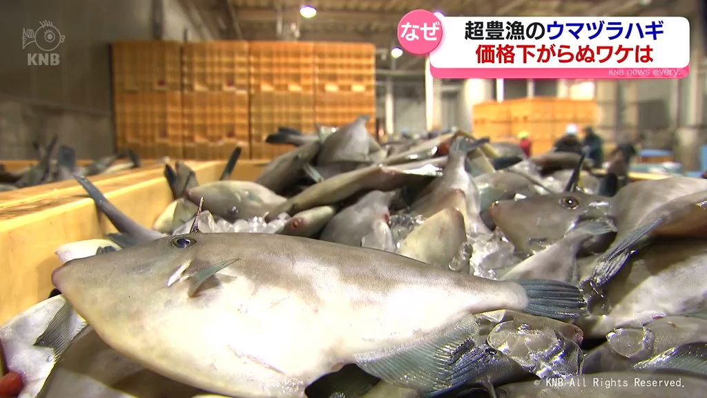ウマヅラハギ まとめ売り 超豊漁のウマヅラハギ 価格下がらぬワケは 富山（2026年3月2日掲載