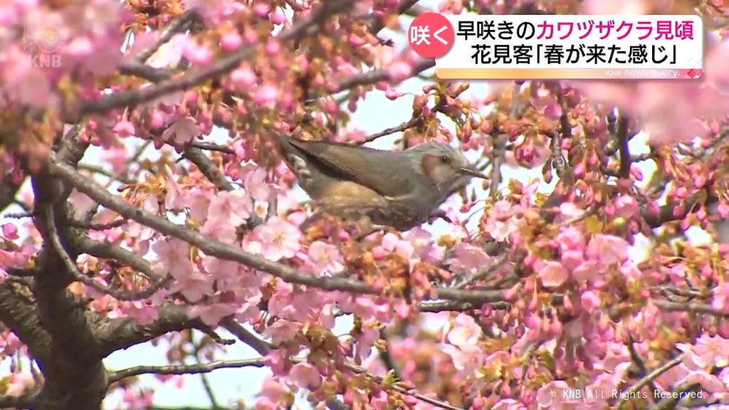 早咲きのカワヅザクラが見頃　富山市