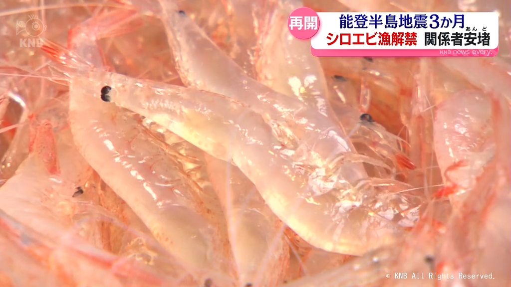 初水揚げに活気づき 富山湾のシロエビ漁解禁 射水市（2024年4月1日掲載