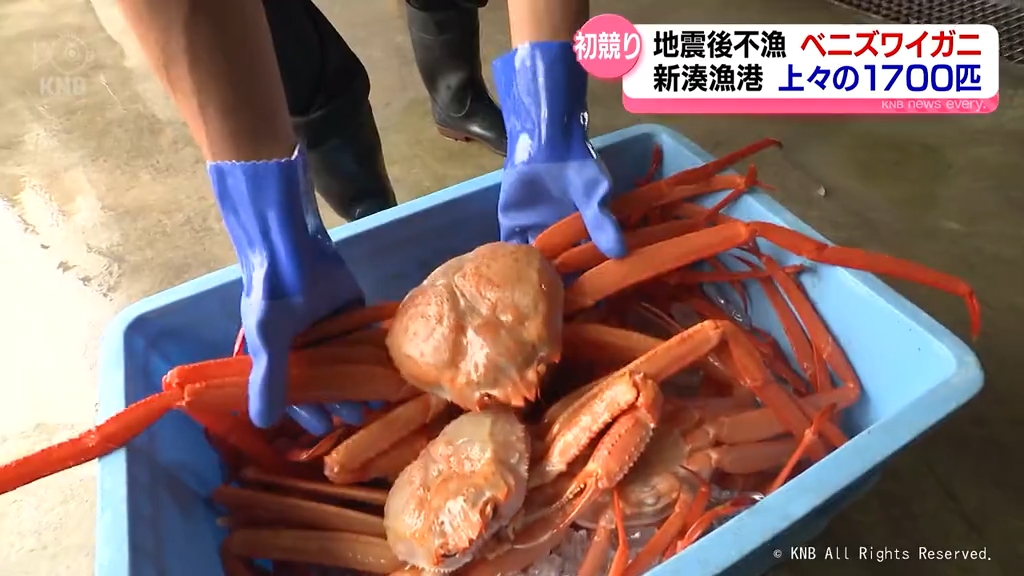 富山湾のベニズワイガニ初競り「希望が持てる」 記録的な不漁が続く