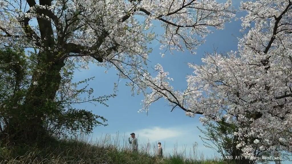 富山市「塩の千本桜」花見の人でにぎわう
