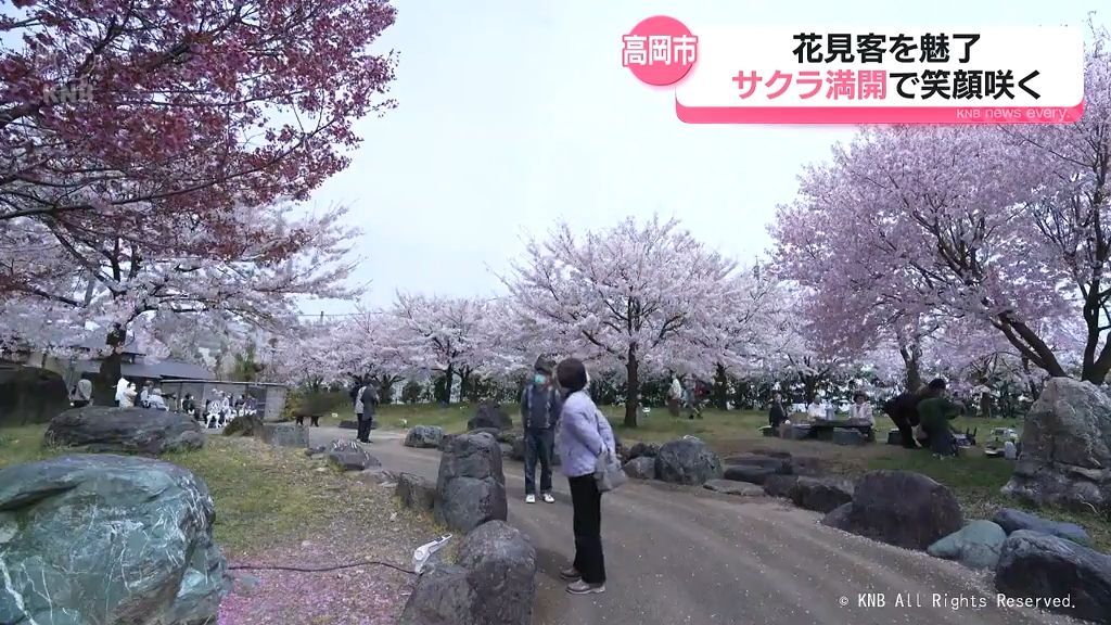 液状化被害の高岡市吉久地区　公園で満開の桜　ひとときの笑顔も