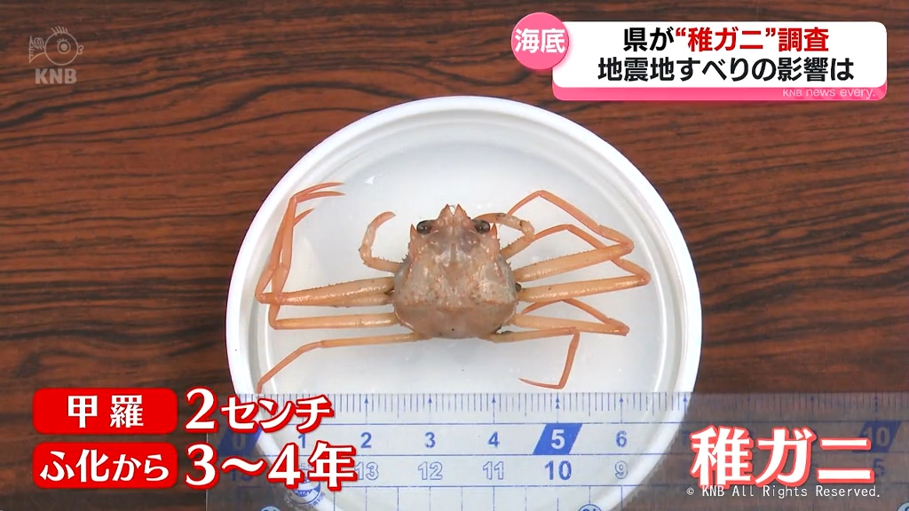 記録的不漁の原因は 富山県水産研究所 ベニズワイ“稚ガニ”調査（2024年