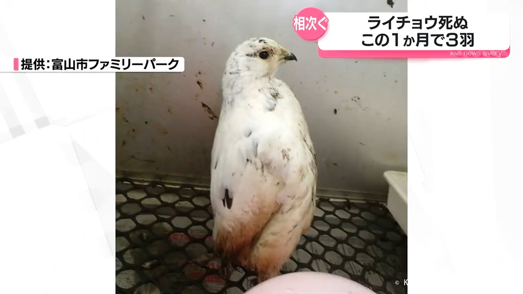 この1か月で3羽死ぬ 富山市ファミリーパークで飼育のニホン