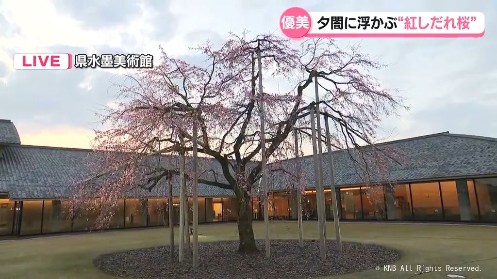 富山県水墨美術館の紅しだれ桜　ライトアップ始まる