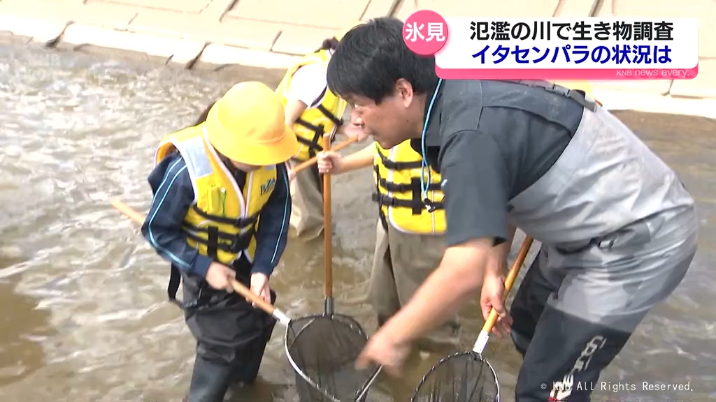 氾濫の川で生き物調査　イタセンパラの状況は？　氷見市の小学生