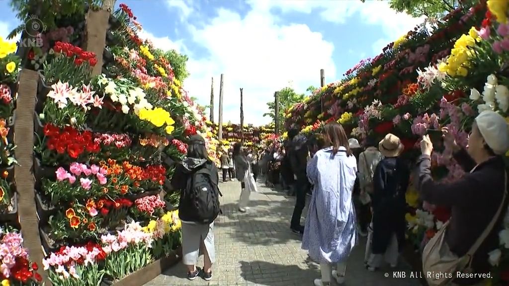 青空のもと満開の花楽しむ　となみチューリップフェア