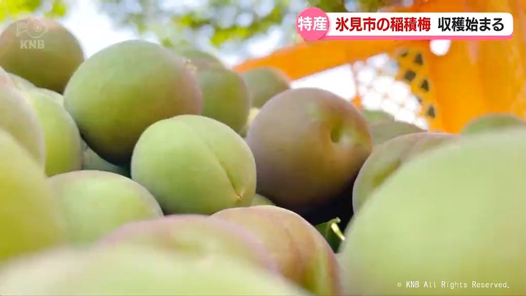 富山県内９観測地点で真夏日　「梅ロード」で収穫始まる　氷見市