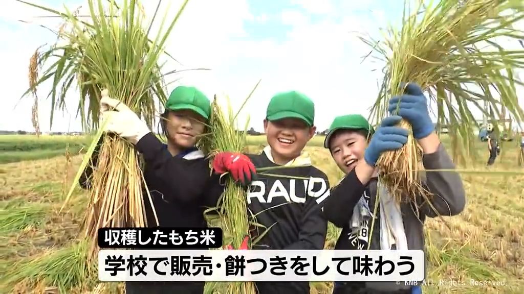 実りに感謝　富山市の小学生が稲刈り体験　