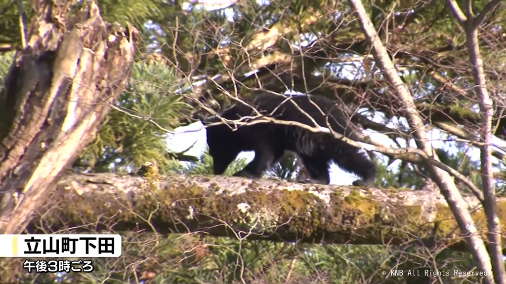 独自映像】立山町で緊急銃猟 子グマ1頭を捕獲（2025年12月13日掲載