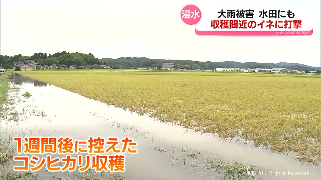 「いつ刈れるのか」頭抱える農家　豪雨で田んぼ被災　収穫間近のイネ水没　富山県氷見市・高岡市