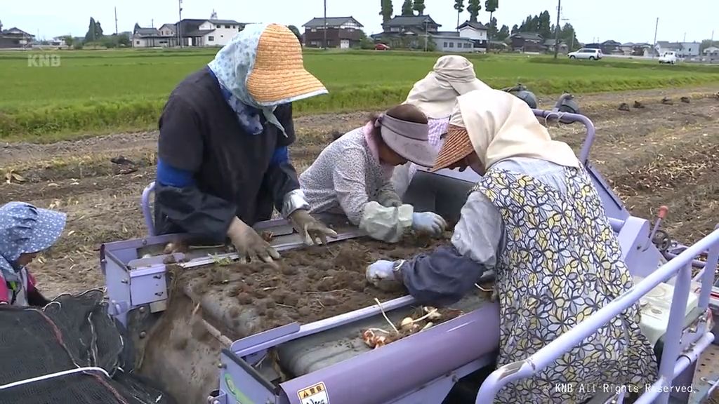 チューリップ球根の掘り取り進む　砺波市