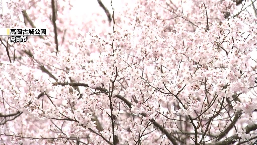 早咲きのサクラ見頃に　高岡古城公園