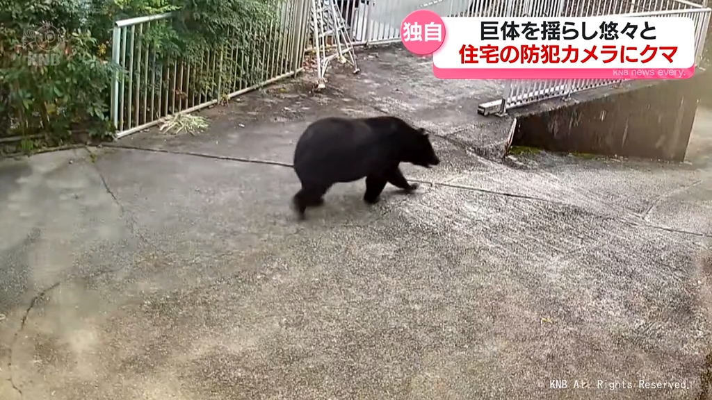 【くまいずみ】〜12月後半分お取り置き〜 くまいずみ】〜11月分お取り置き〜 不安】札幌市中心部でクマ