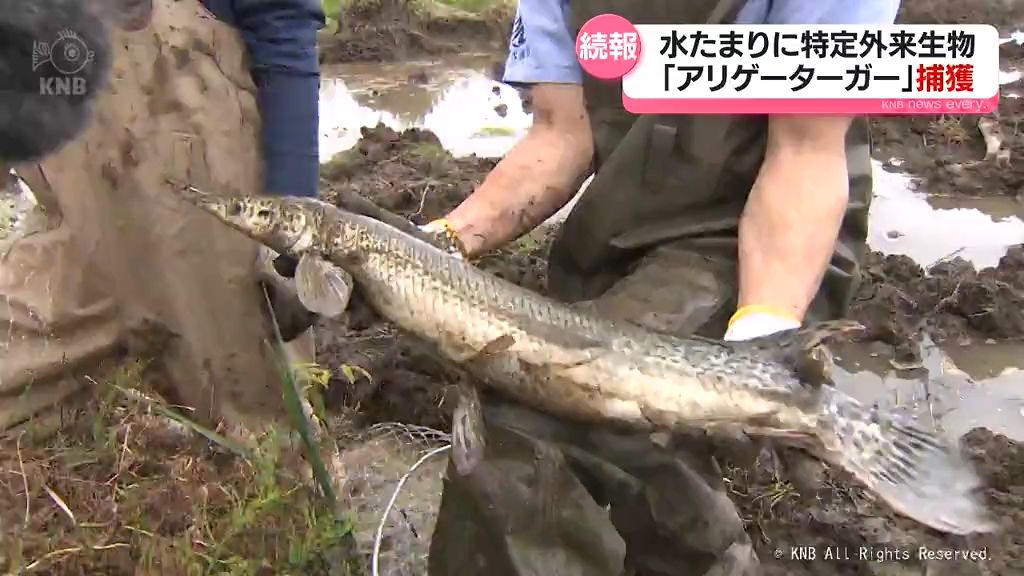 特定外来生物のアリゲーターガー　富山市の水たまりで水族館職員が捕獲