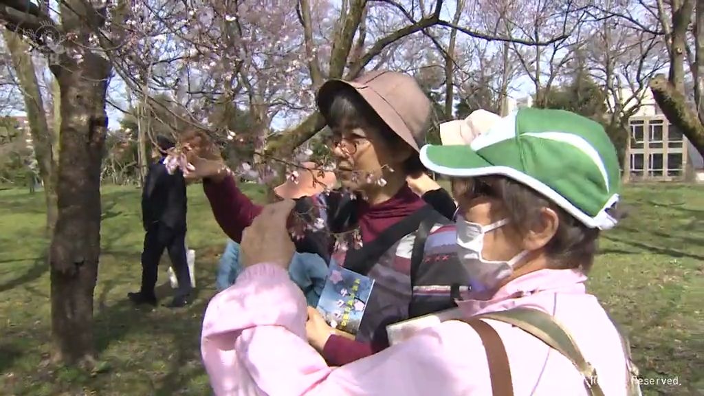 高岡古城公園　サクラ楽しむイベント　江戸時代から伝わる花も