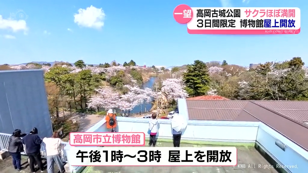 サクラと大仏を一望 高岡市博物館が屋上開放（2026年4月3日掲載）｜KNB