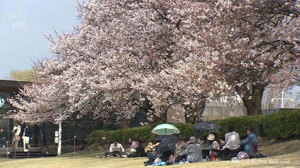 富山市　富岩運河環水公園のソメイヨシノ満開に