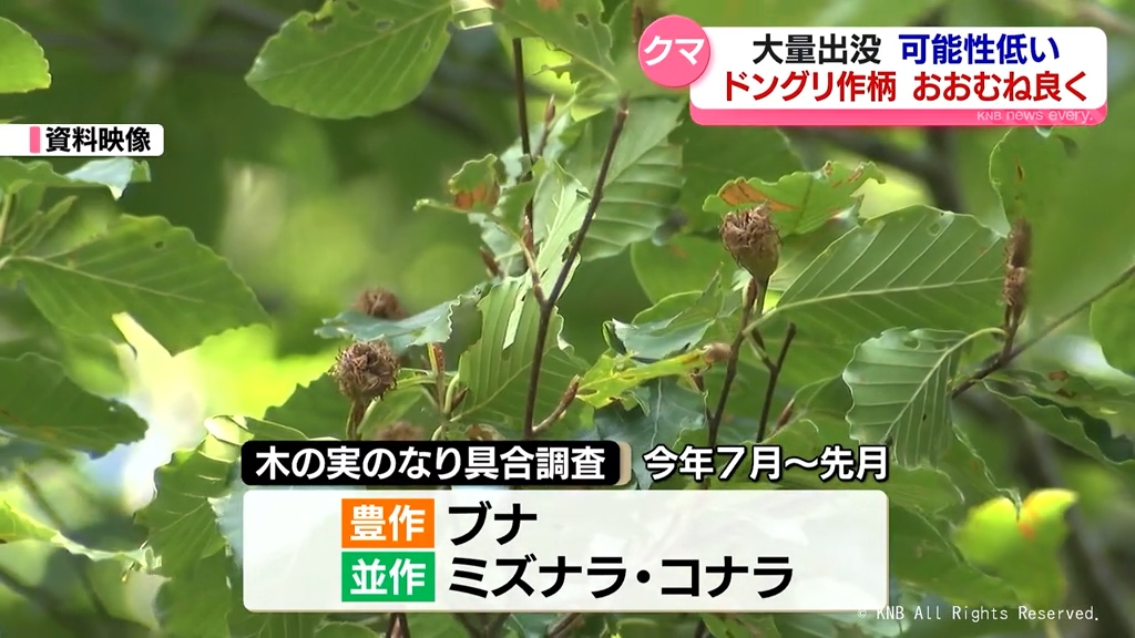 この秋のクマ　県内平野部での大量出没「可能性は低い」　ドングリの実りおおむね良く　富山県