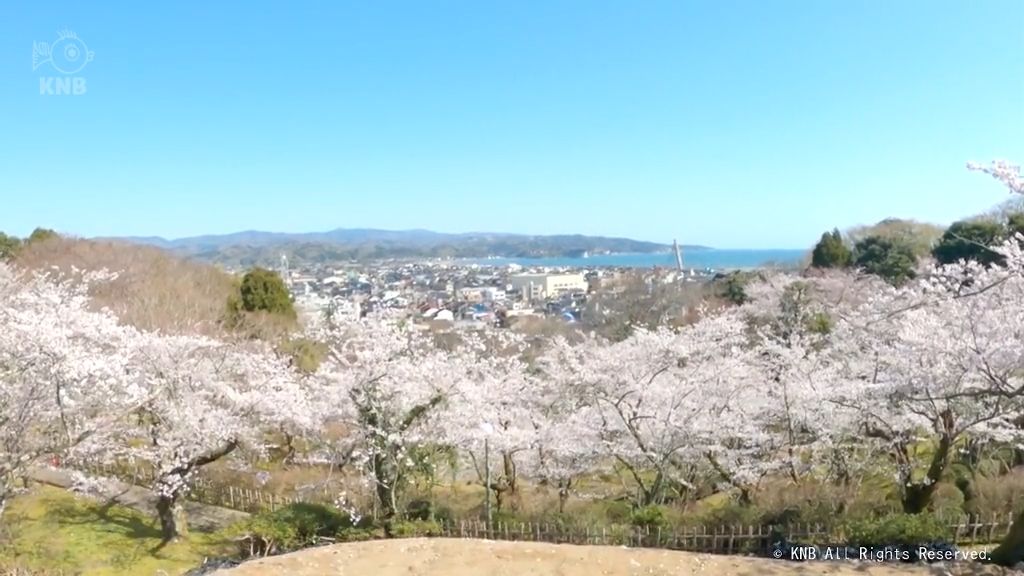 地震被害の氷見市朝日山公園　園内のサクラ満開に