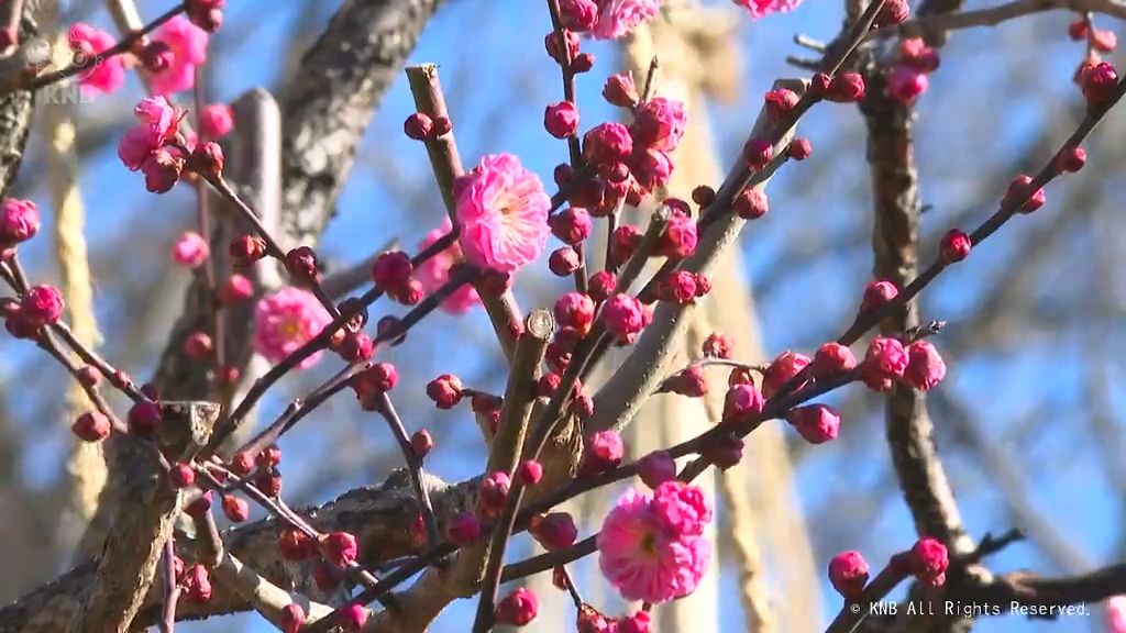 13日の富山県内　早くも春本番思わせる陽気に