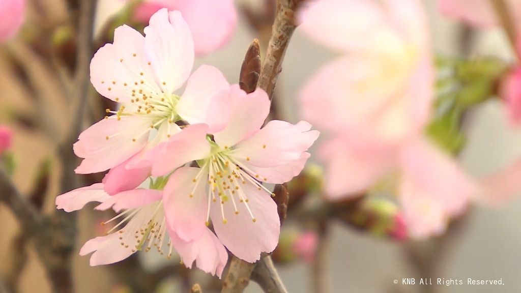 初春に咲く　特産の啓翁桜の出荷が始まる　富山市山田地域