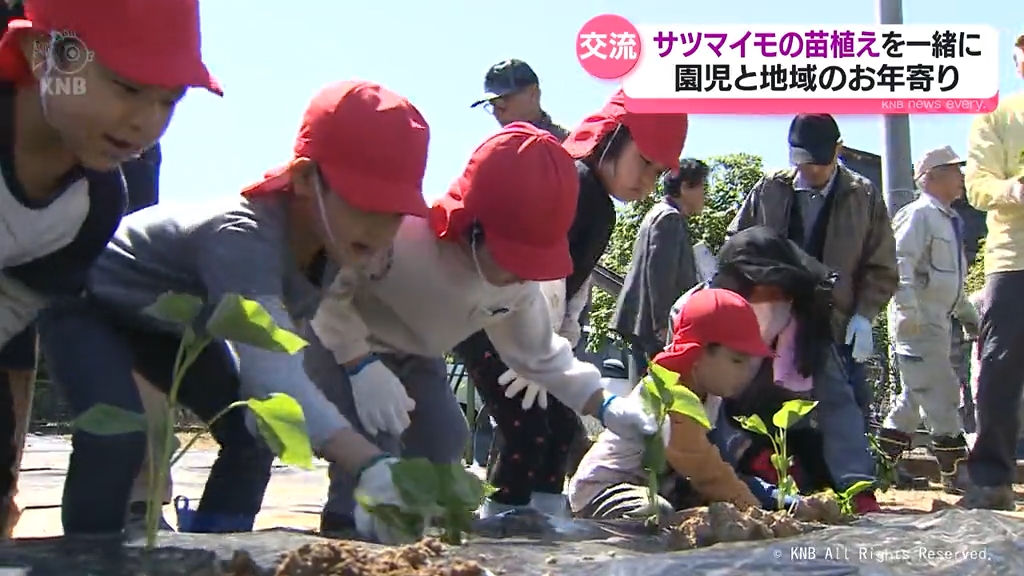 さつまいも苗 紅あずま 30本 苗 34 （サツマイモ苗 紅あずま 切