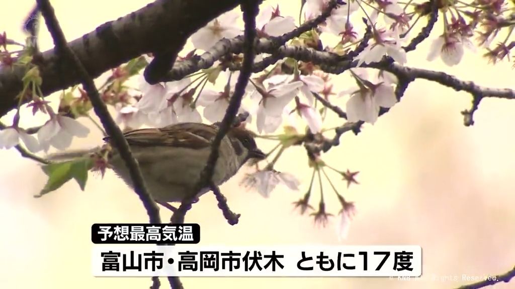 桜並木に若葉…不安定な天気　このあと雷雨のところも　富山県