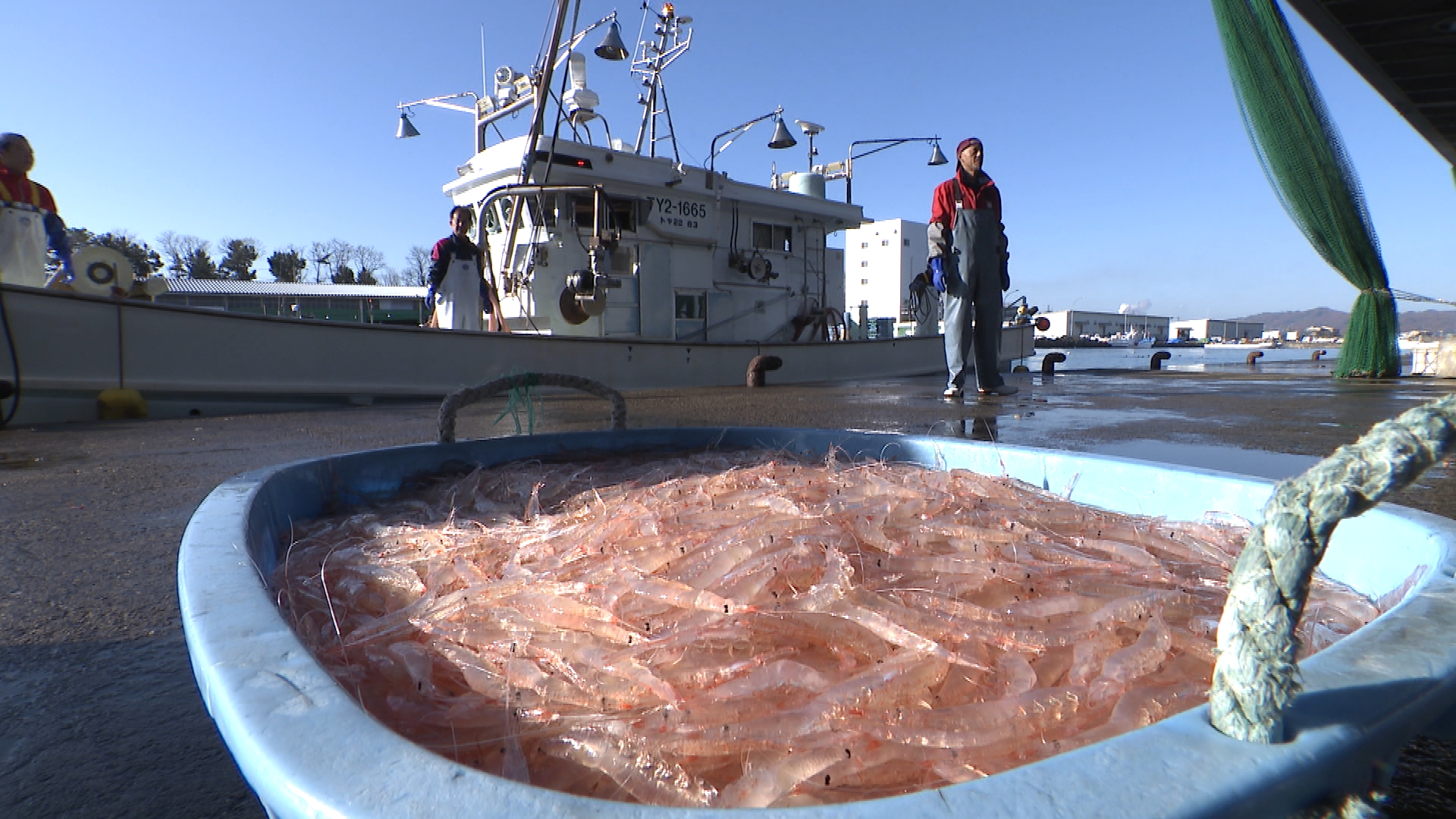 今期最終 富山湾のシロエビ漁 水揚げは例年の約半分に（2025年11月29日