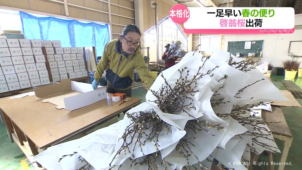 【啓翁桜】出荷はじまる　一足早い春の便り　富山市山田地域