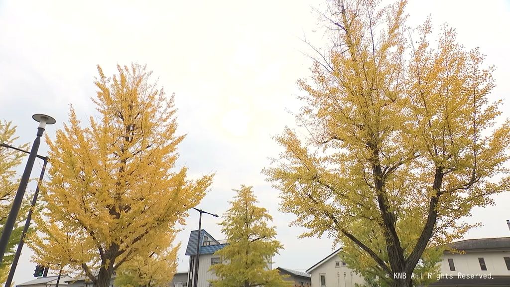 まちなかのイチョウ並木　初冬の装い　１５日の富山県内は曇り空