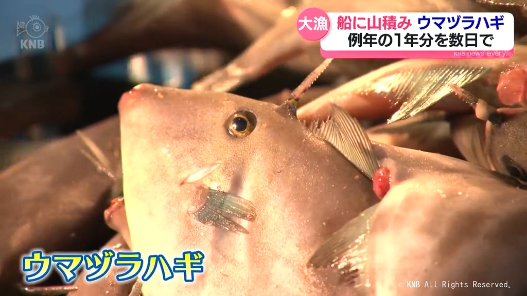 ウマ年は大漁⁉ 魚津のウマヅラハギが8年ぶりの大漁 ここ数日で水揚げ量