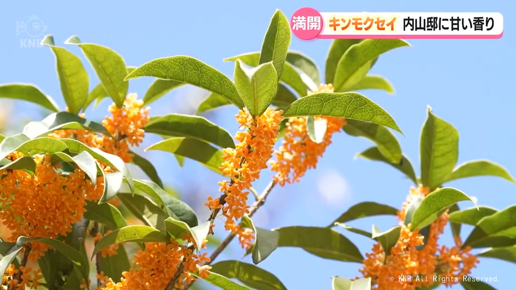 キンモクセイ満開　富山市の内山邸に甘く華やかな香り