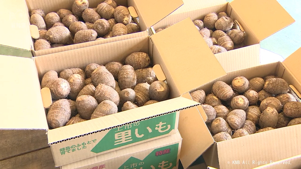 上市町特産サトイモの出荷始まる　今年は大きく出荷量も増えそう