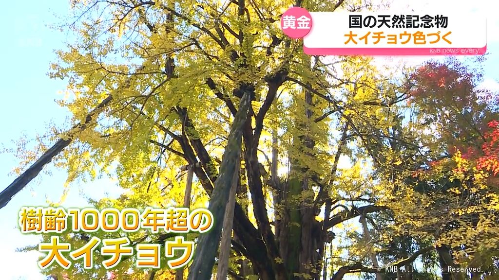 色づく大イチョウ　黄金色の葉　青空に映え　富山県氷見市