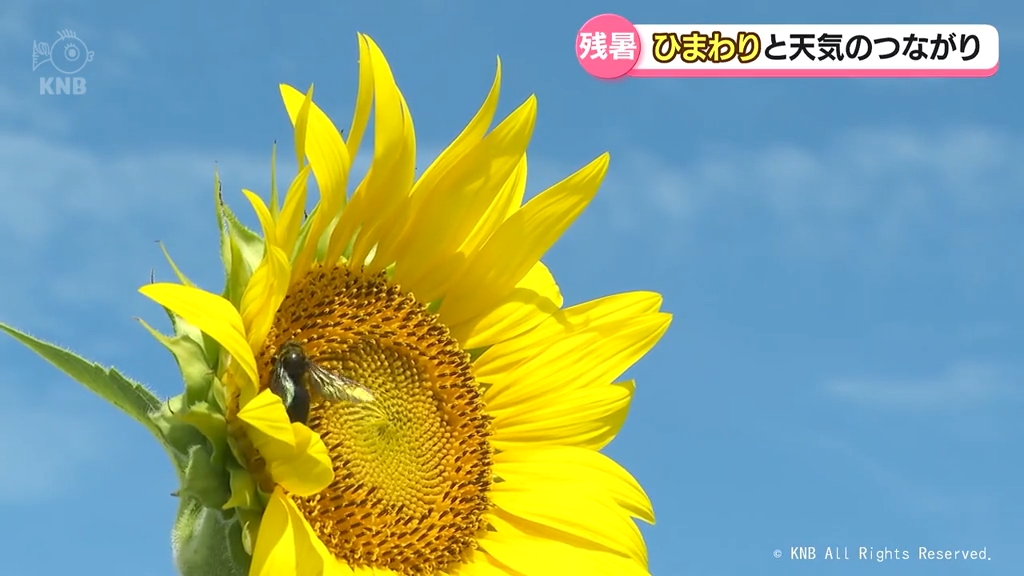 県内残暑厳しく 「ひまわり」と天気のつながり解説（2026年8月18日掲載