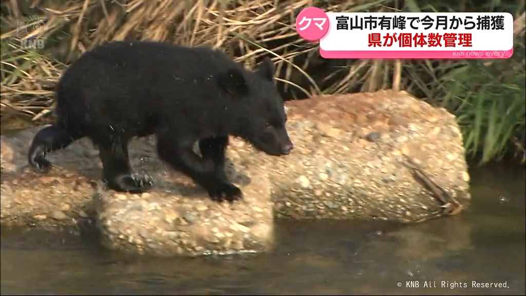 富山市有峰地区でクマ捕獲へ 県が個体数管理 大量出没・人身被害受け